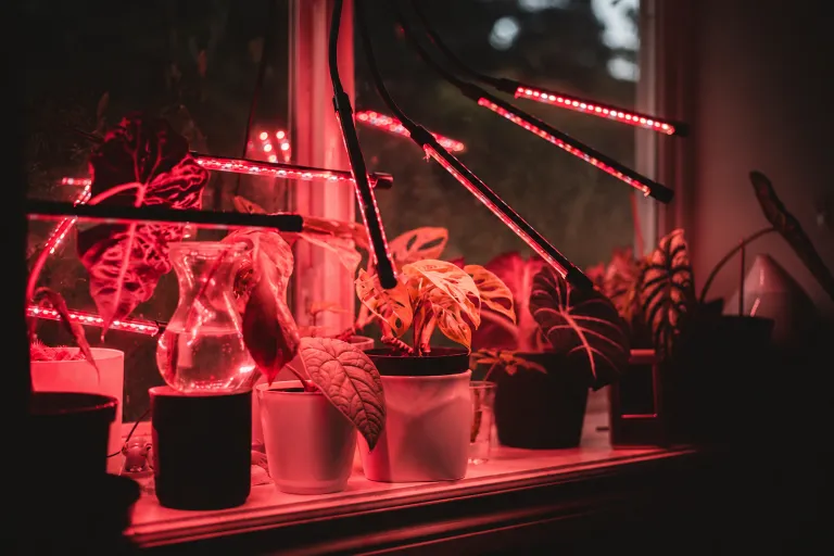 植物上方的LED补光灯